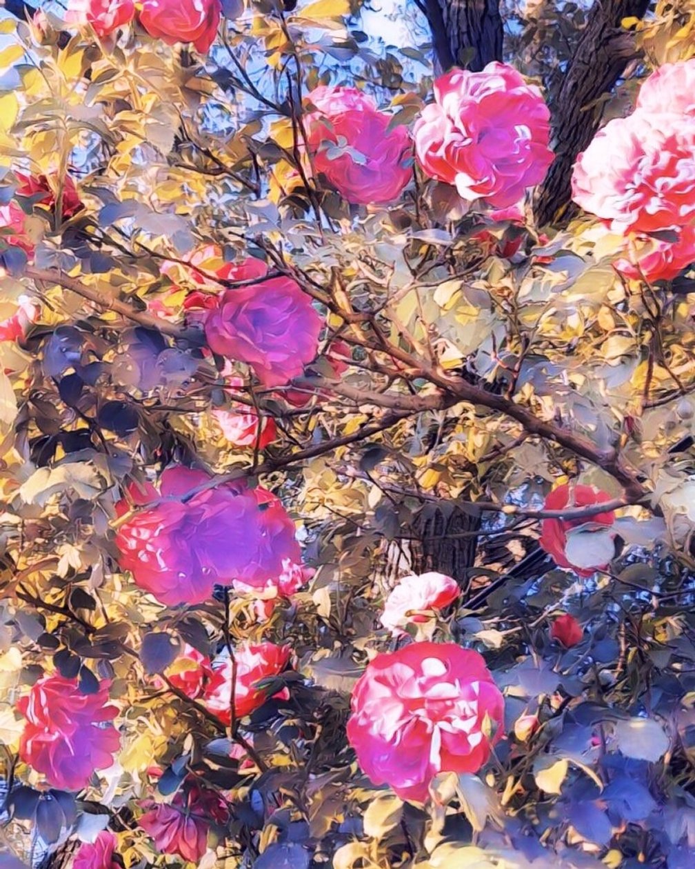 Roses pour la Vierge Marie - Margareta Uliarte