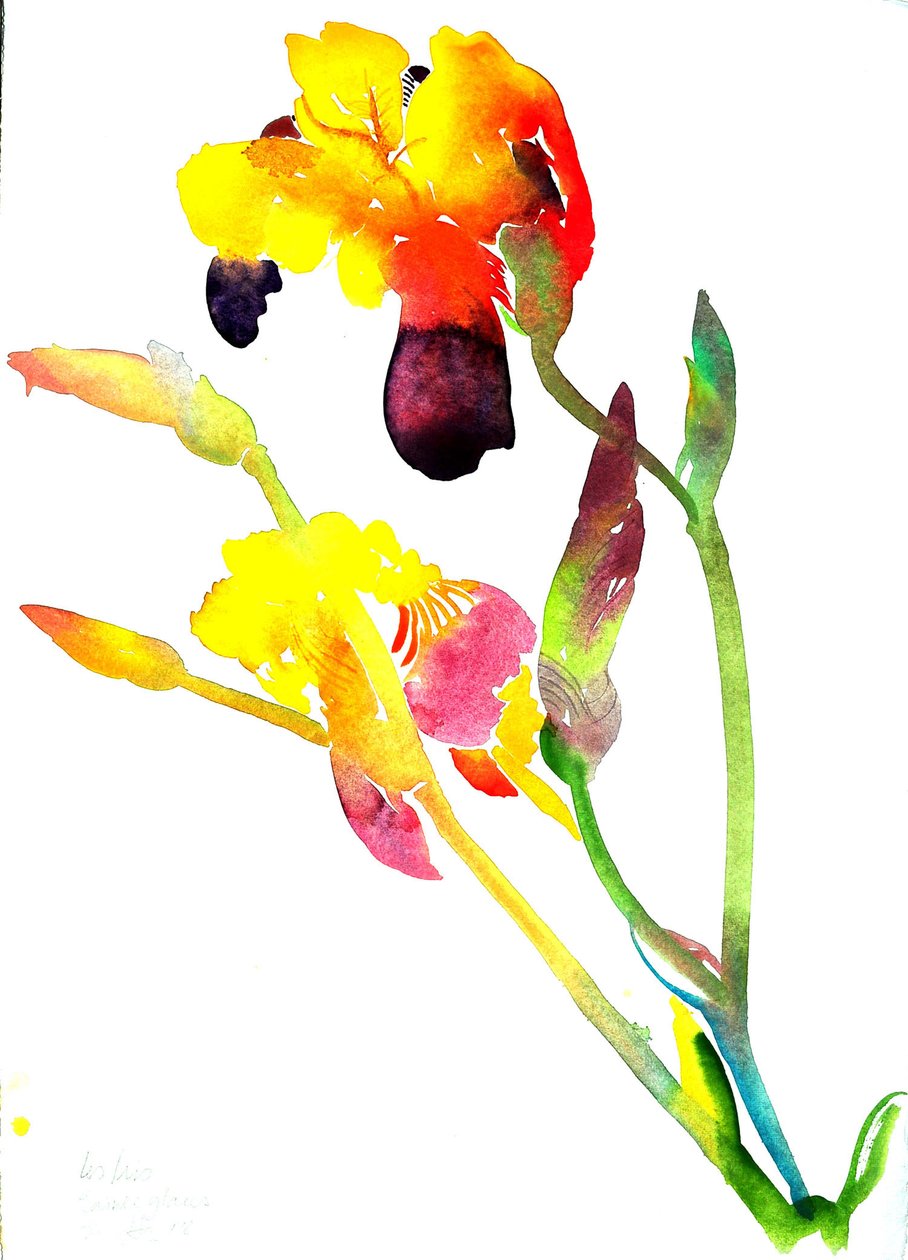 Iris jaunes - Simon Fletcher