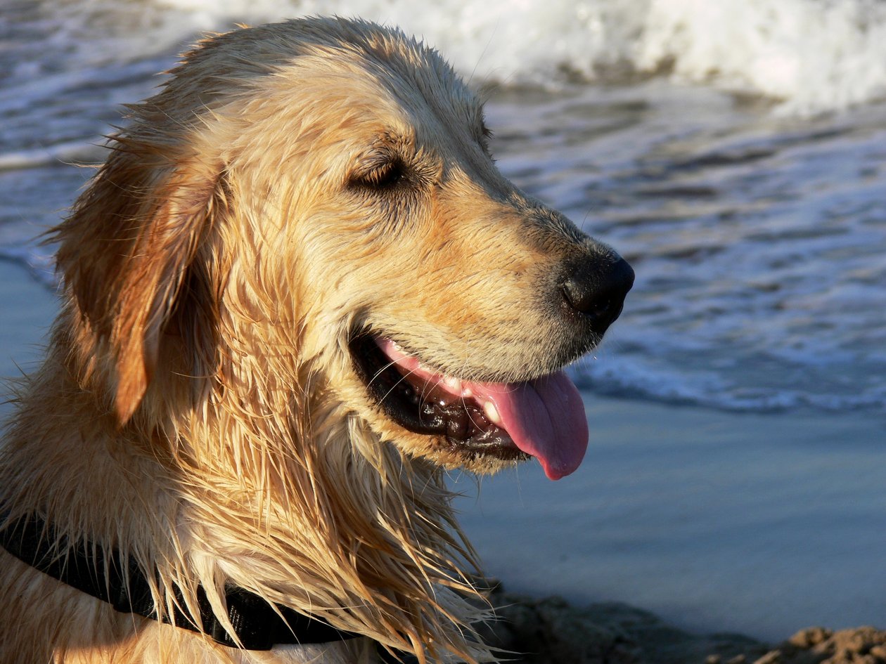 Golden Retriever - Monika Wittrich