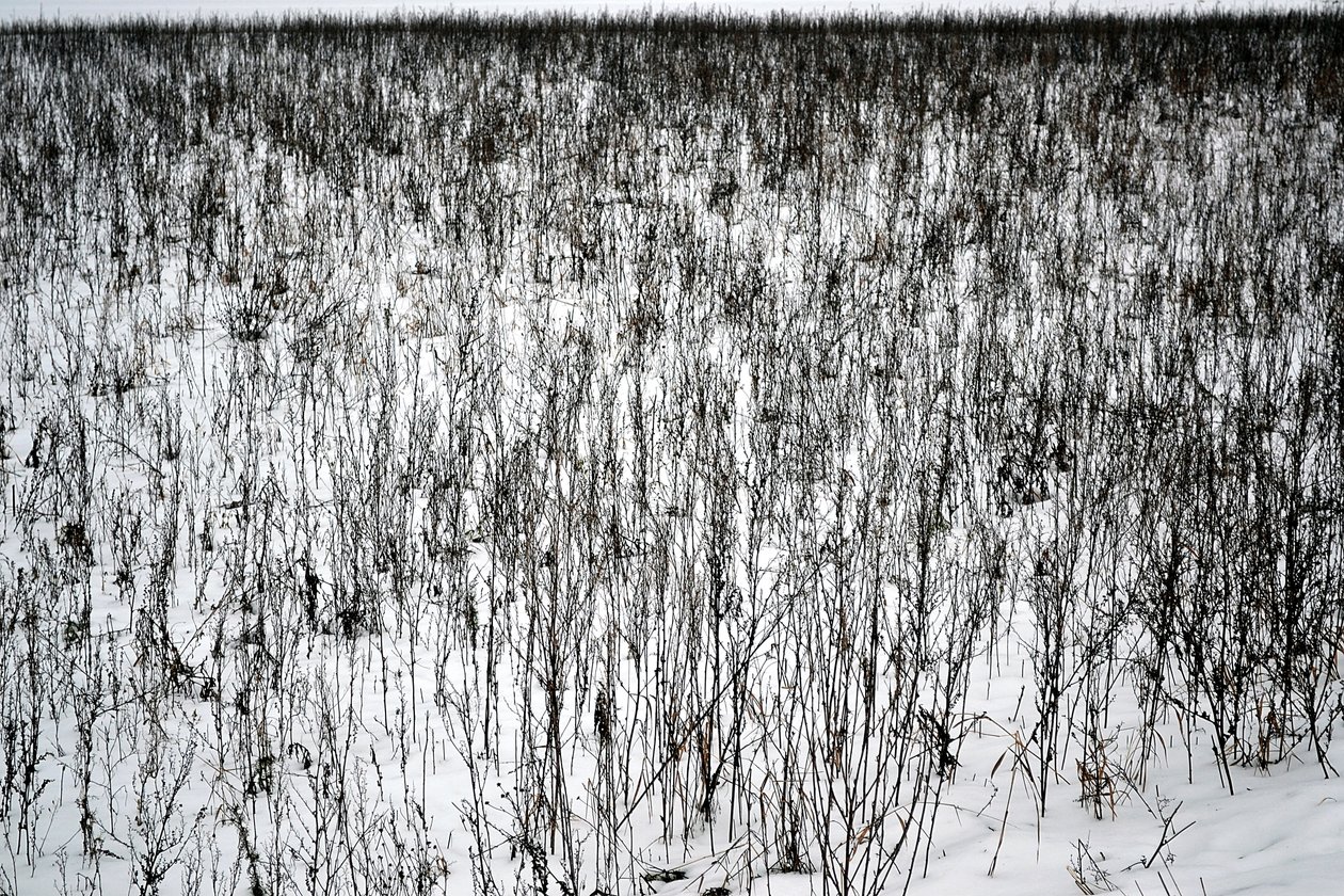 Janvier - Alexandra Gertrud Maria Marx