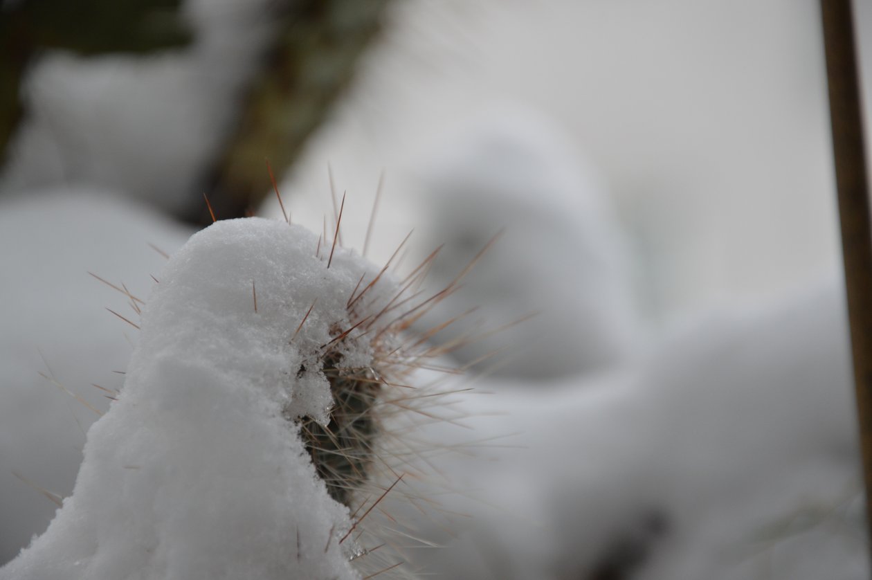 Les cactus en hiver - Detlef Georgi
