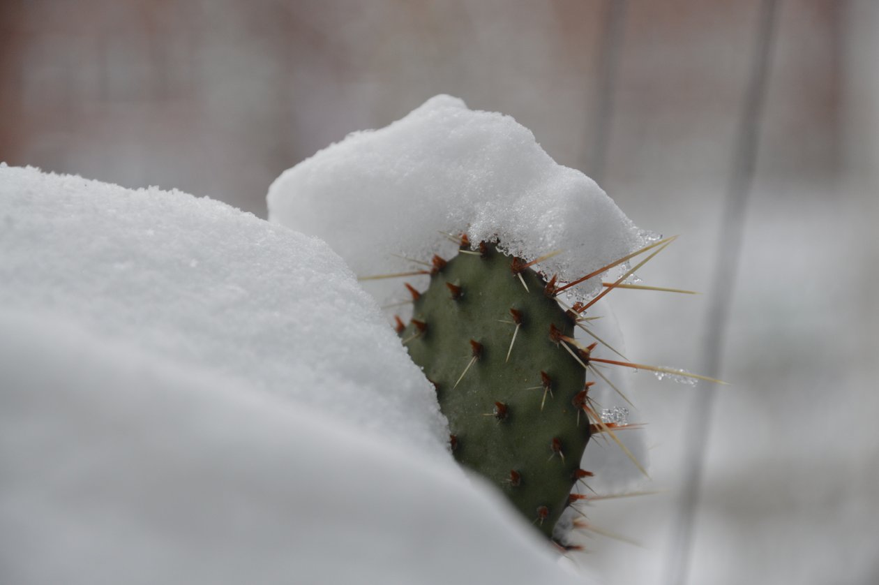 Les cactus en hiver II - Detlef Georgi