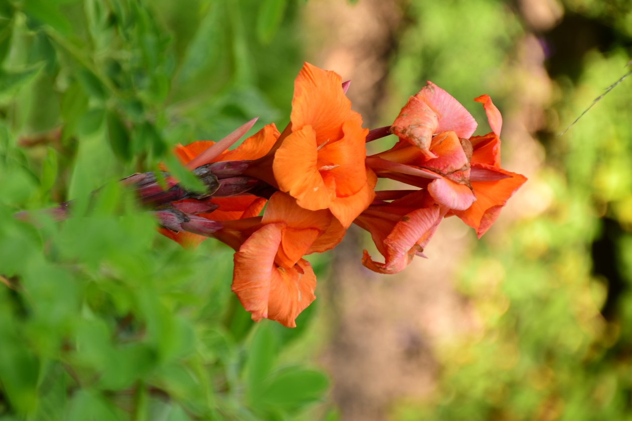 Des roses photographiées sur un fond naturel et artistique aux teintes douces. - Albert Mansour