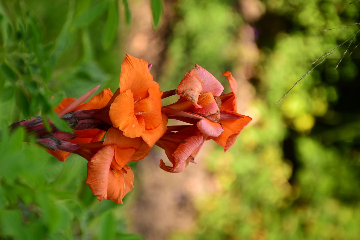 Des roses photographiées sur un fond naturel et artistique aux teintes douces. - Albert Mansour
