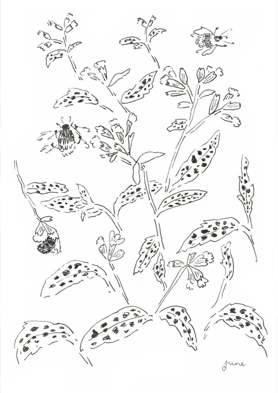 Étude sur les bourdons et les fleurs sauvages - june art