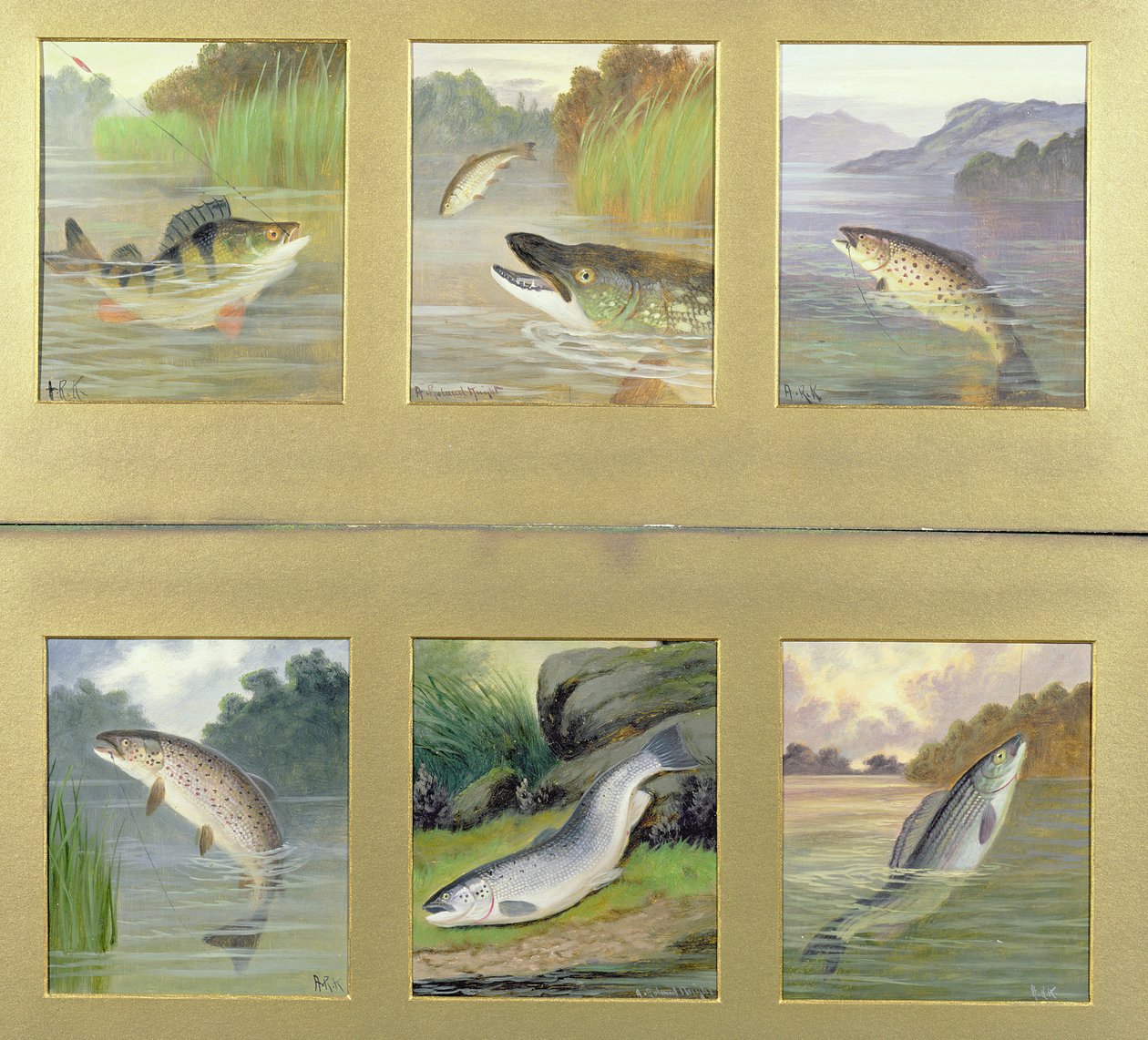 Sélection de peintures de poissons - A. Roland Knight
