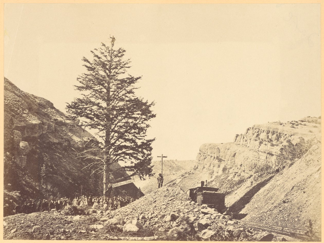 Arbre de mille milles, col de Wilhemina - A.J. Russell