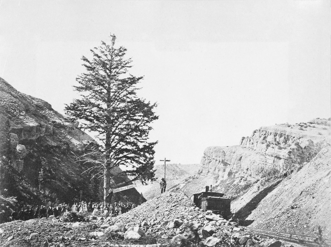Arbre de Mille Miles au Col de Wilhelmina avec un groupe de personnes à la base et un homme au sommet de l