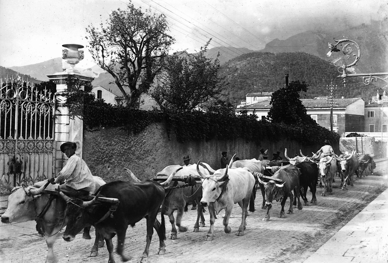 Quelques bœufs utilisés pour le transport de marbre des carrières apuanes marchent le long d