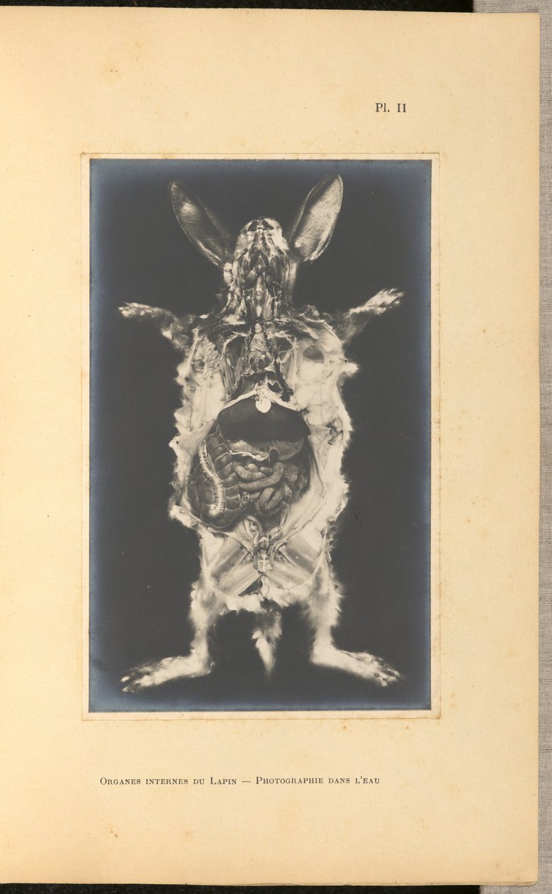 Organes internes du Lapin - Photographie dans l