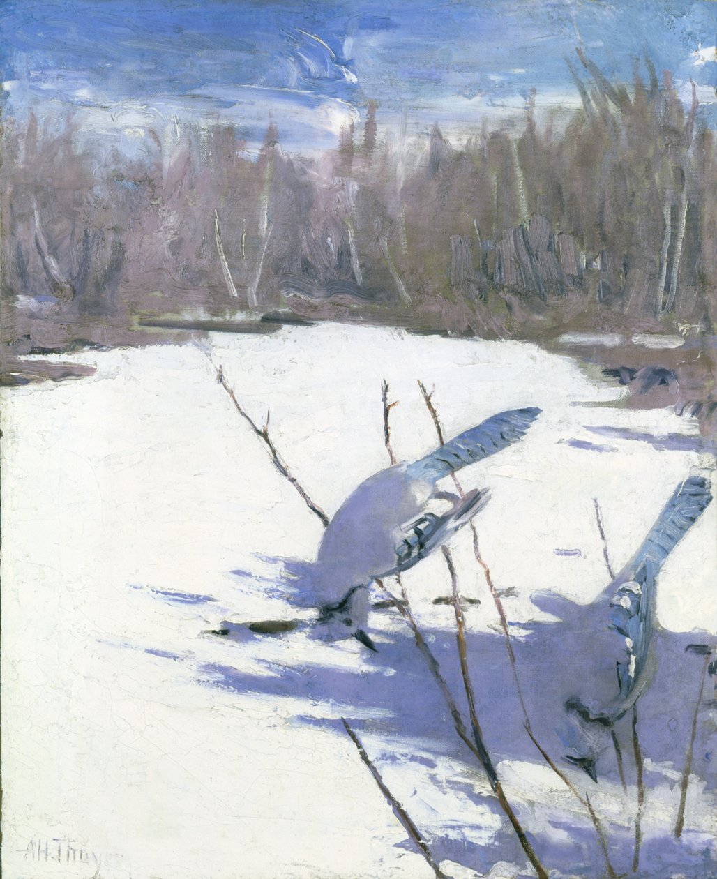 Geais bleus en hiver, étude pour le livre Concealing Coloration in the Animal Kingdom, vers 1905-1909 - Abbott Handerson Thayer