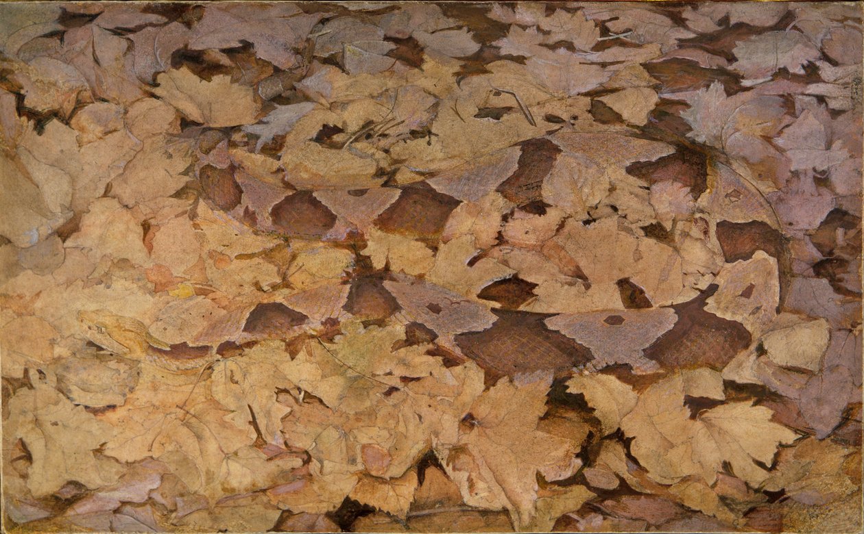 Serpent à tête de cuivre sur des feuilles mortes, étude pour le livre Concealing Coloration in the Animal Kingdom - Abbott Handerson Thayer
