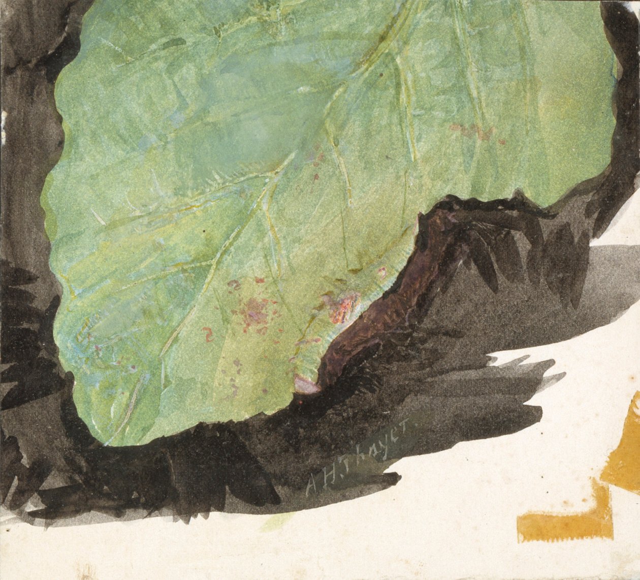 Heterocampa Biundata, Walker, étude pour le livre Concealing Coloration in the Animal Kingdom - Abbott Handerson Thayer