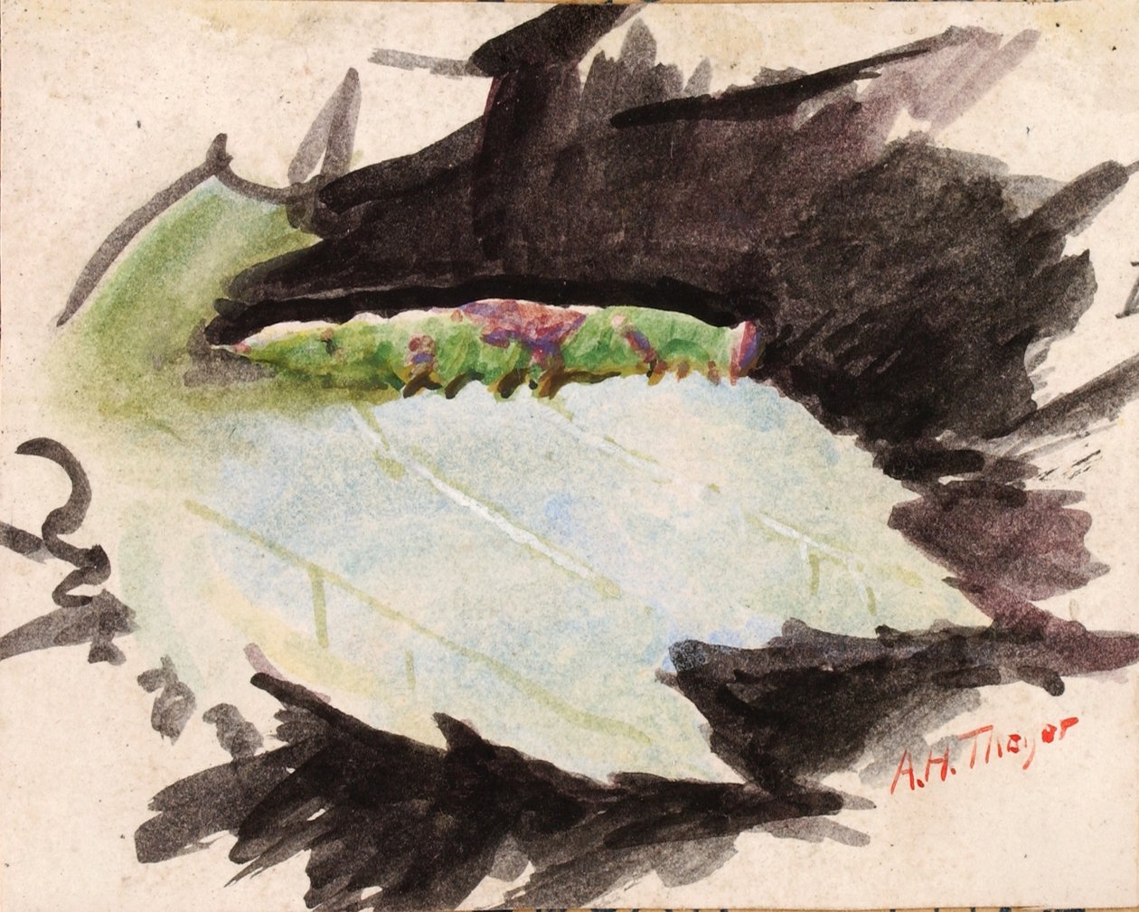 Heterocampa Biundata, Walker, étude pour le livre Concealing Coloration in the Animal Kingdom - Abbott Handerson Thayer