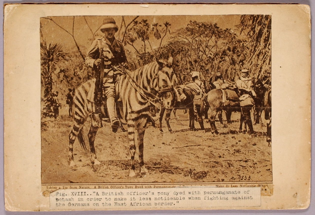 Cheval et croiseur camouflés, dossier d