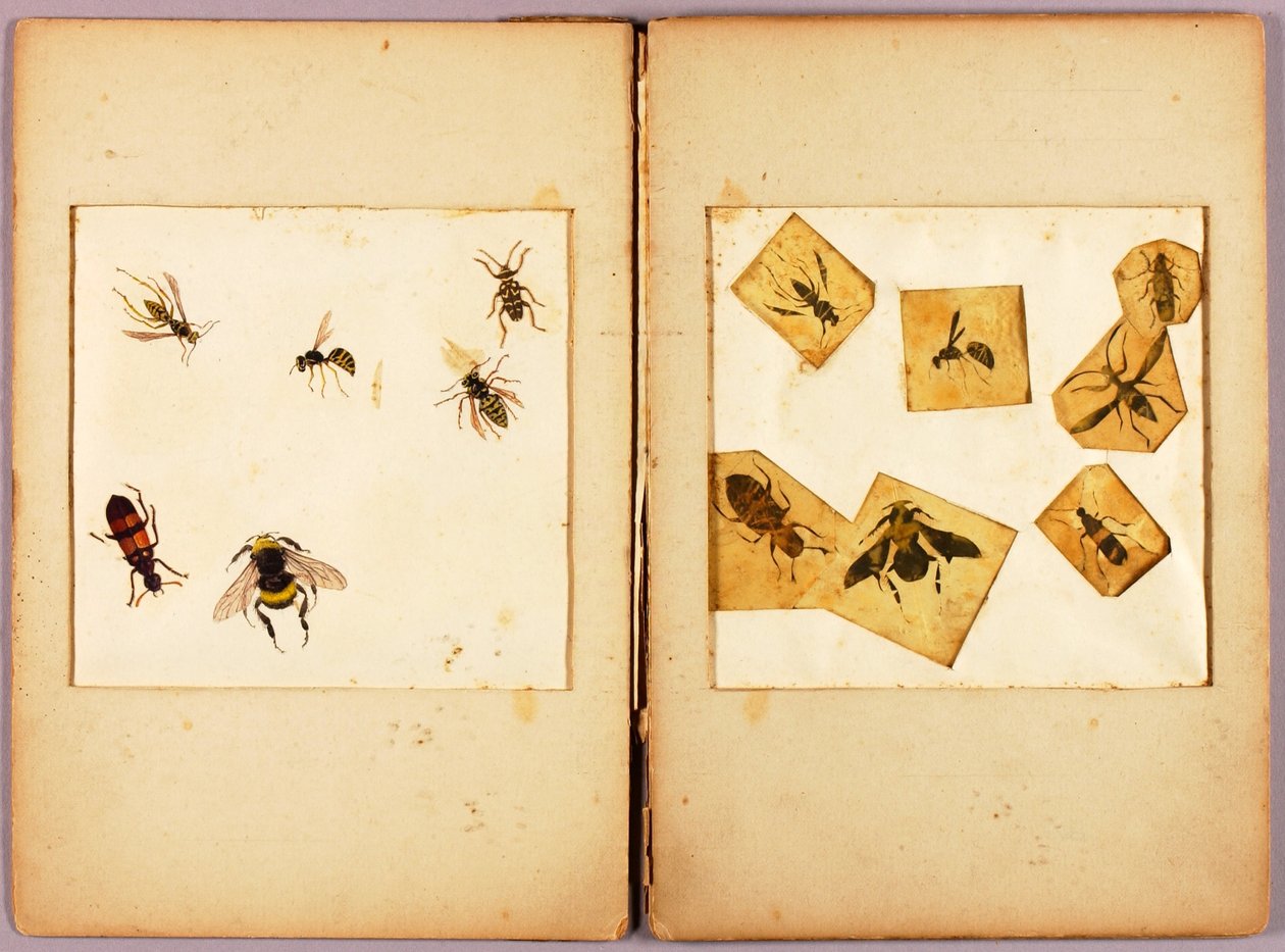 INSEKTEN--Farbig (Beste Hummeln...), Studienmappe für das Buch Concealing Coloration in the Animal Kingdom - Abbott Handerson Thayer