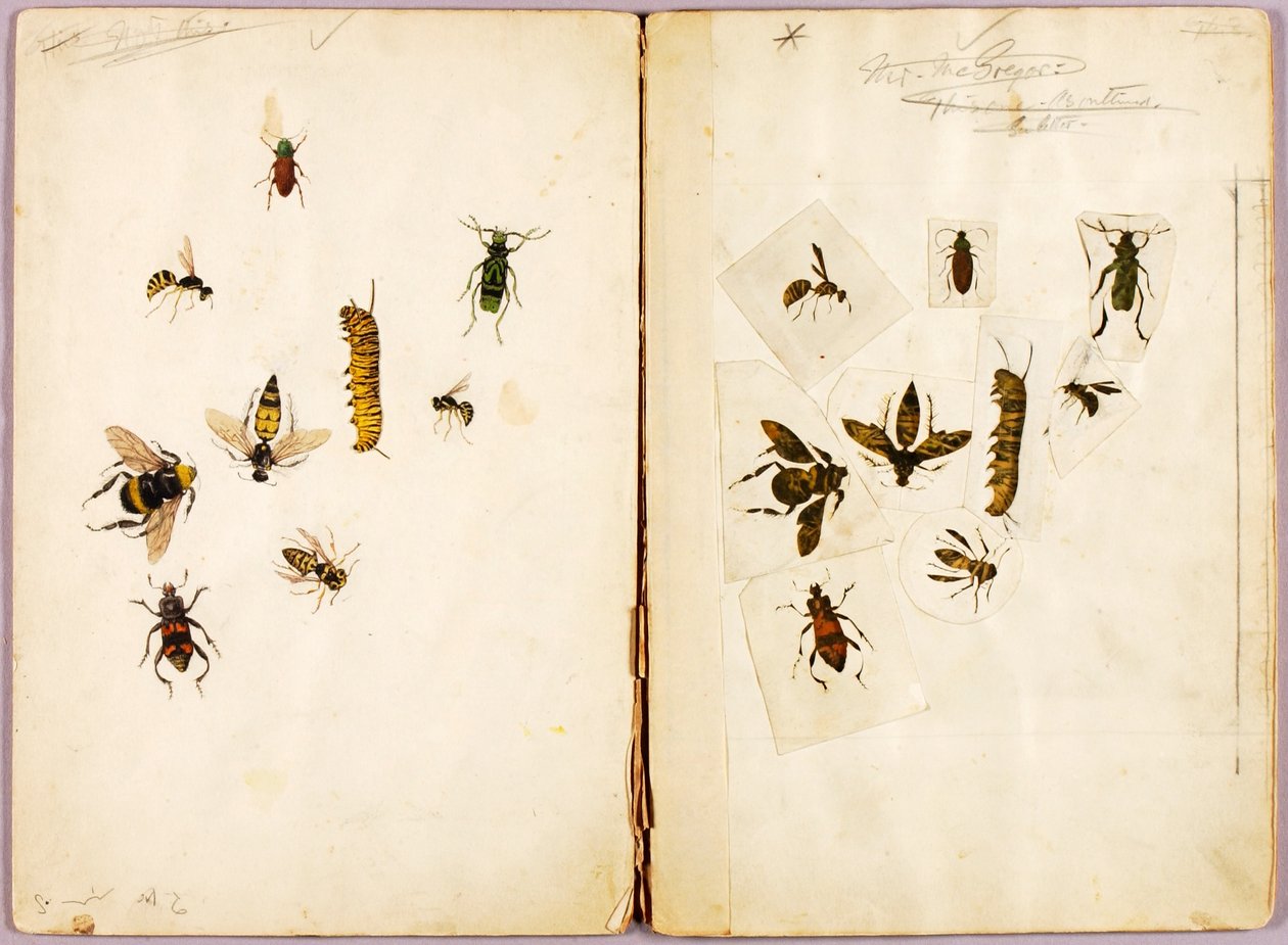 Insectes - coloriés, dossier d