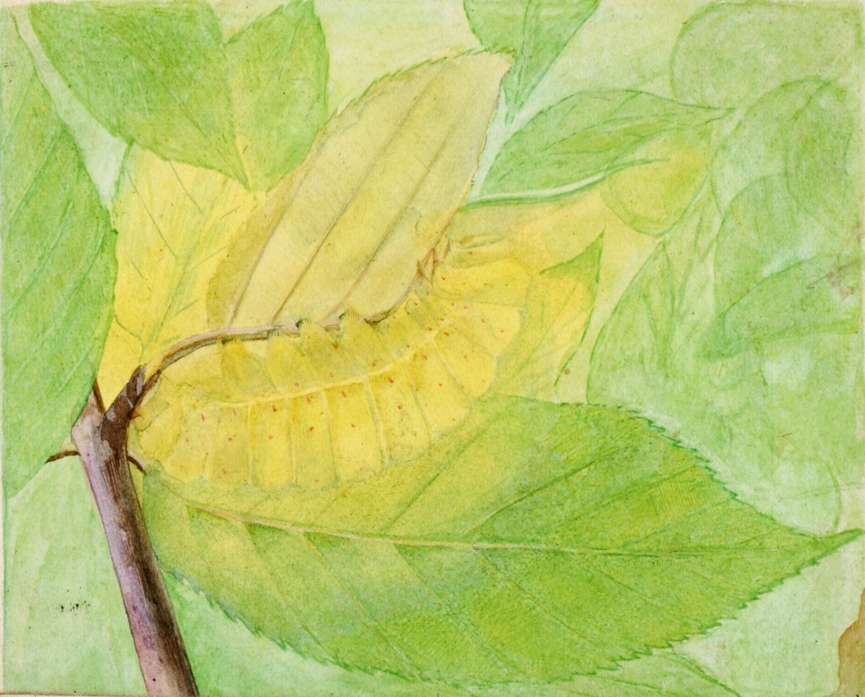 Chenille lunaire, étude pour le livre Concealing Coloration in the Animal Kingdom - Abbott Handerson Thayer
