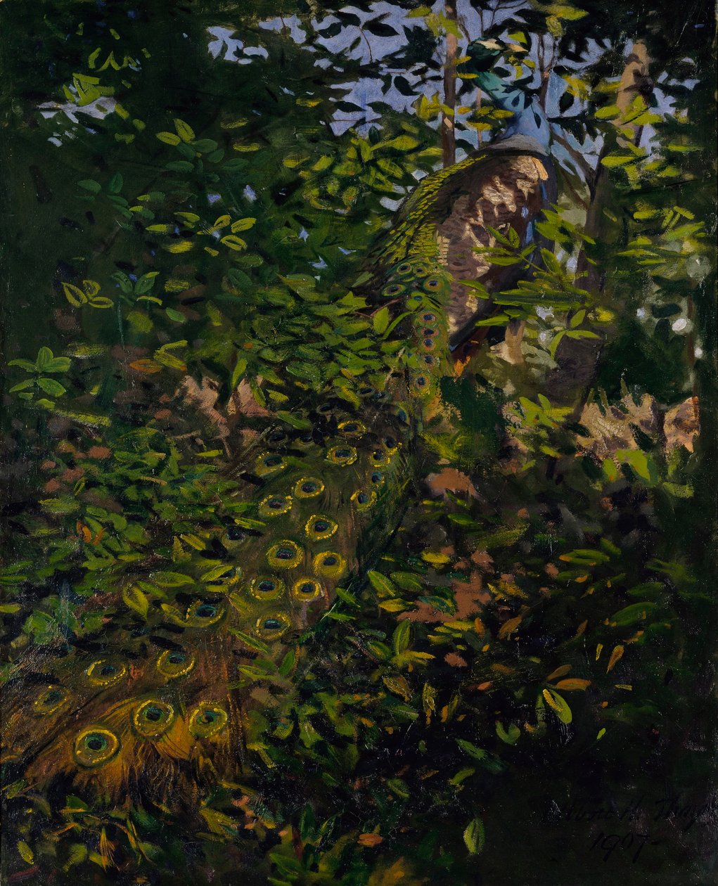Paon dans les bois, étude pour le livre Concealing Coloration in the Animal Kingdom - Abbott Handerson Thayer