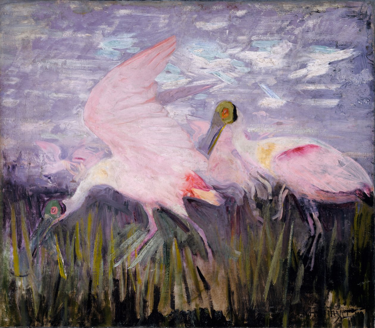 Spatules rosées, étude pour le livre Concealing Coloration in the Animal Kingdom, vers 1905-1909 - Abbott Handerson Thayer