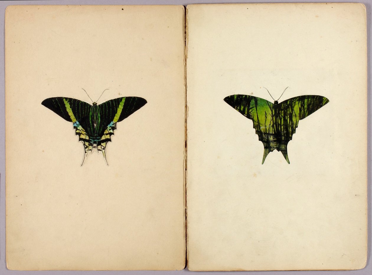 Papillon Urania, dossier d