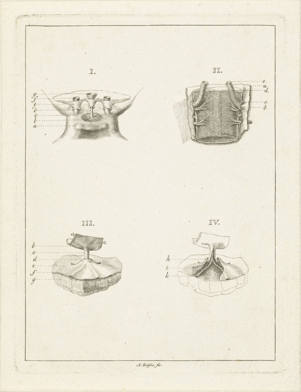 Coupes de plantes - Abraham Delfos