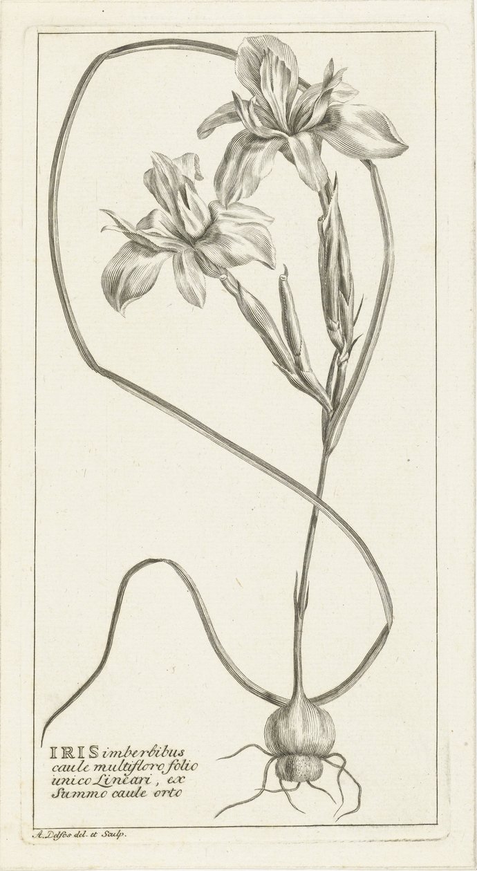 Iris - Abraham Delfos