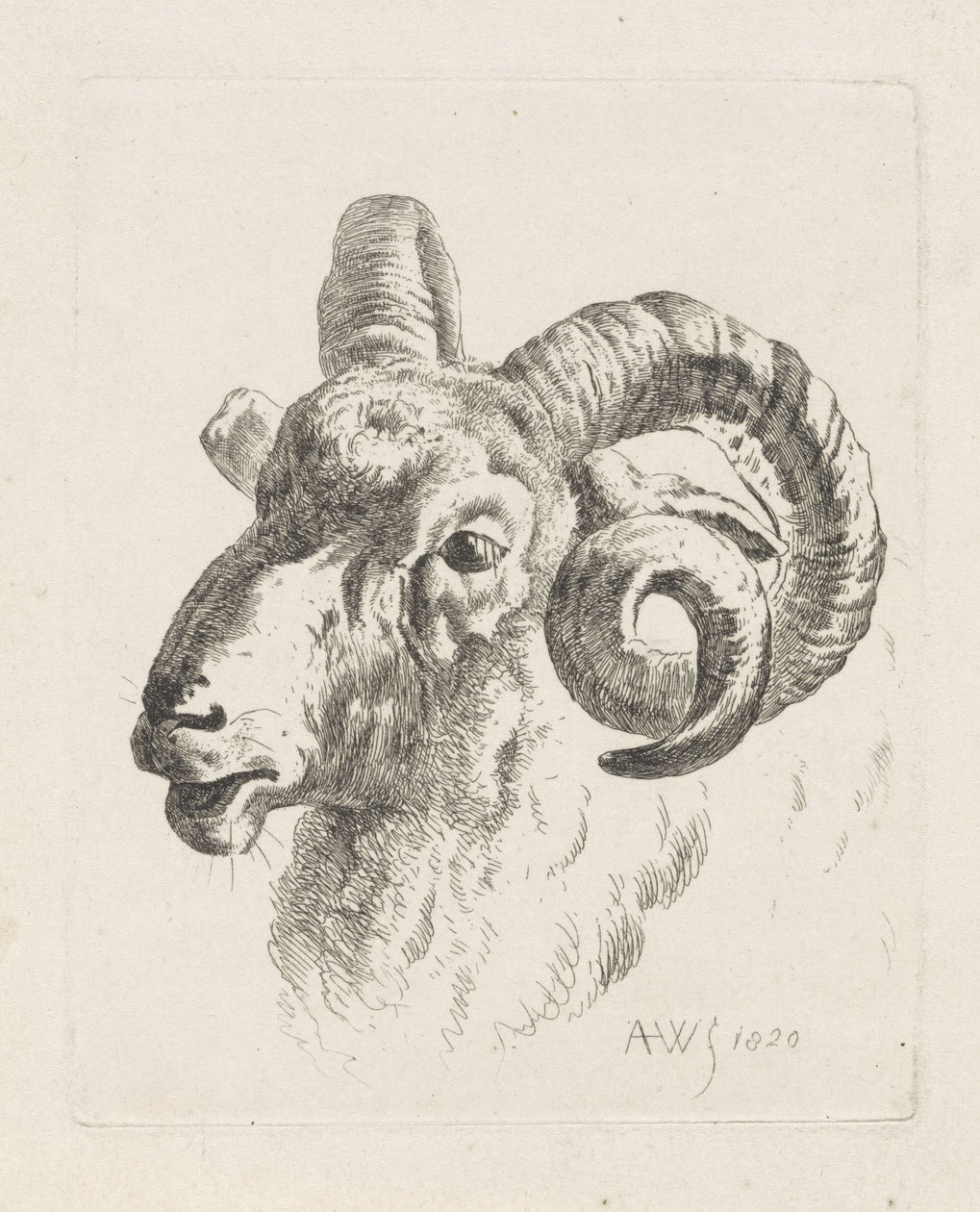 Tête de bélier vers la gauche - Abraham Hendrik Winter