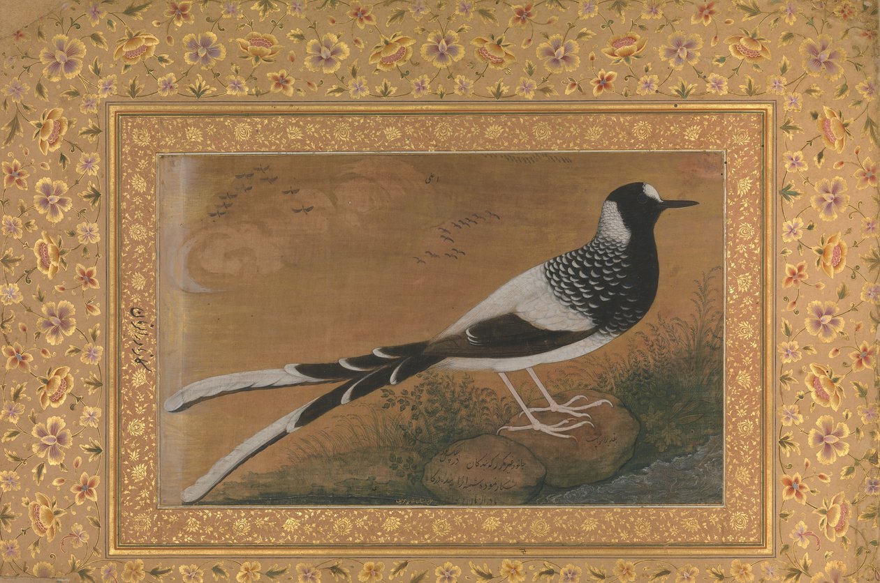 Spotted Forktail, Folio de l