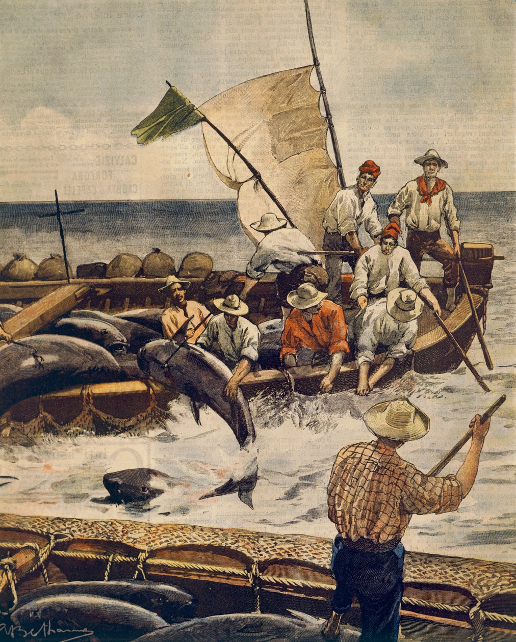 Pêche extraordinaire de thon rouge à l