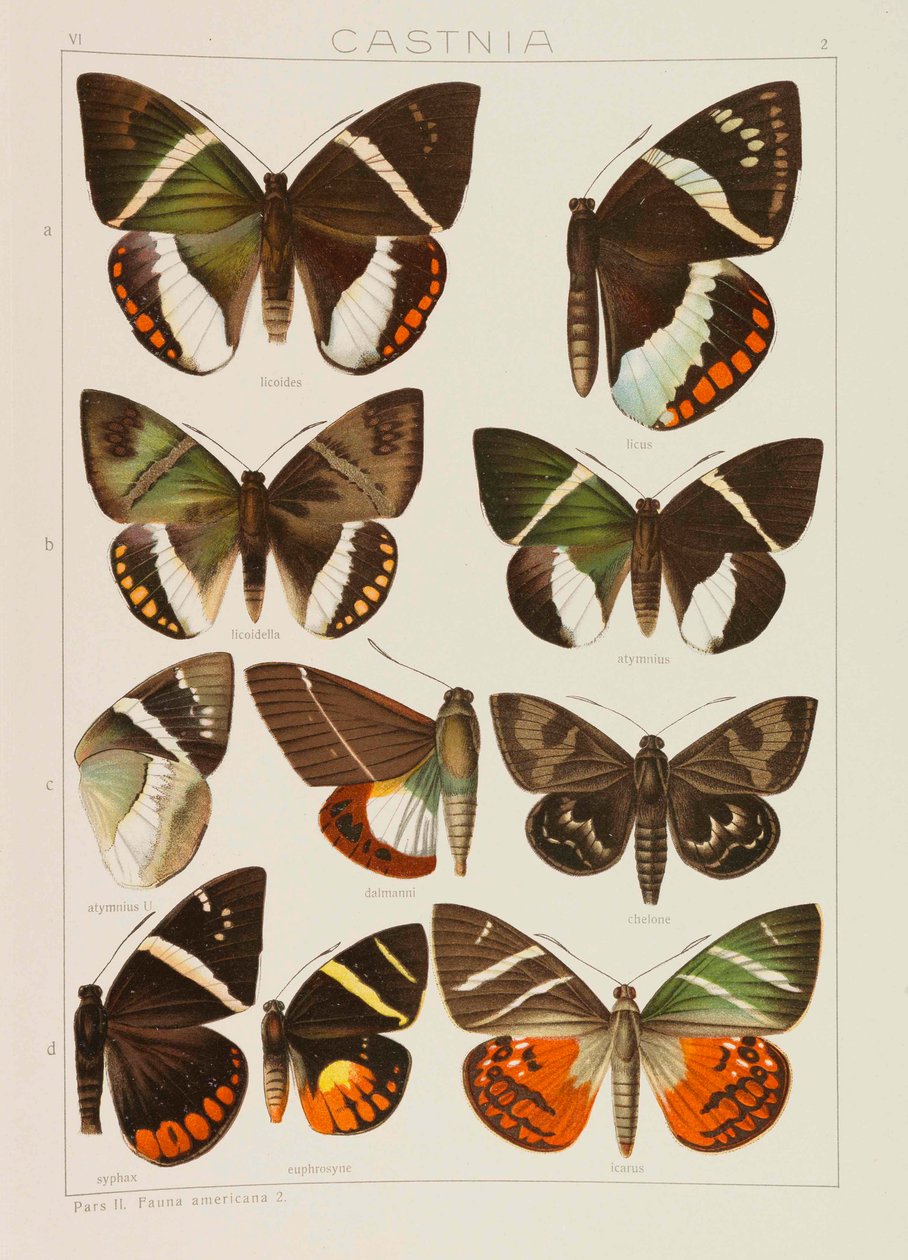 Die Großschmetterlinge der Erde, 1909 - Adalbert Seitz