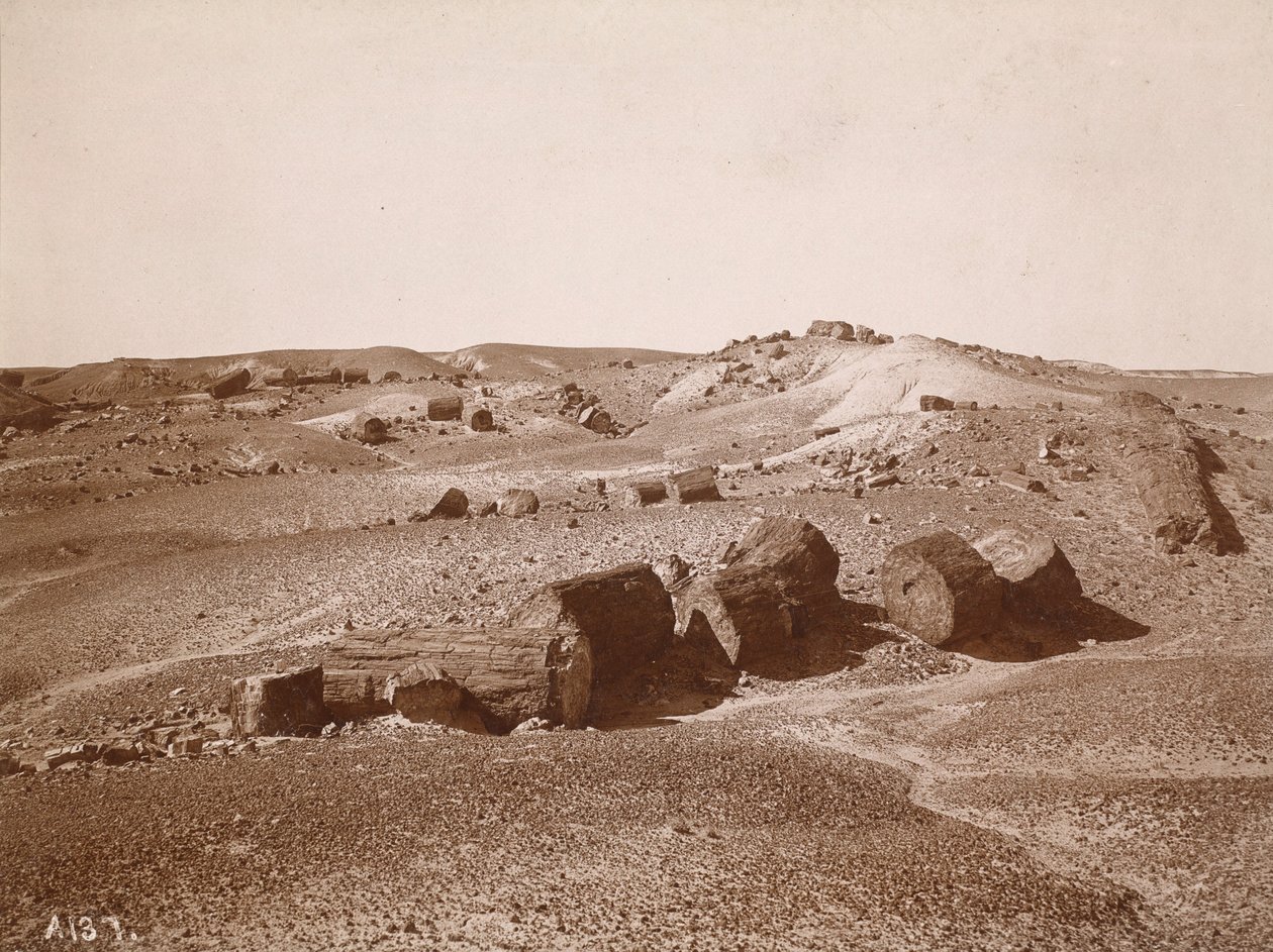 Dans la forêt pétrifiée (vue générale, Middle Park), vers 1895-1897 (photo) - Adam Clark Vroman