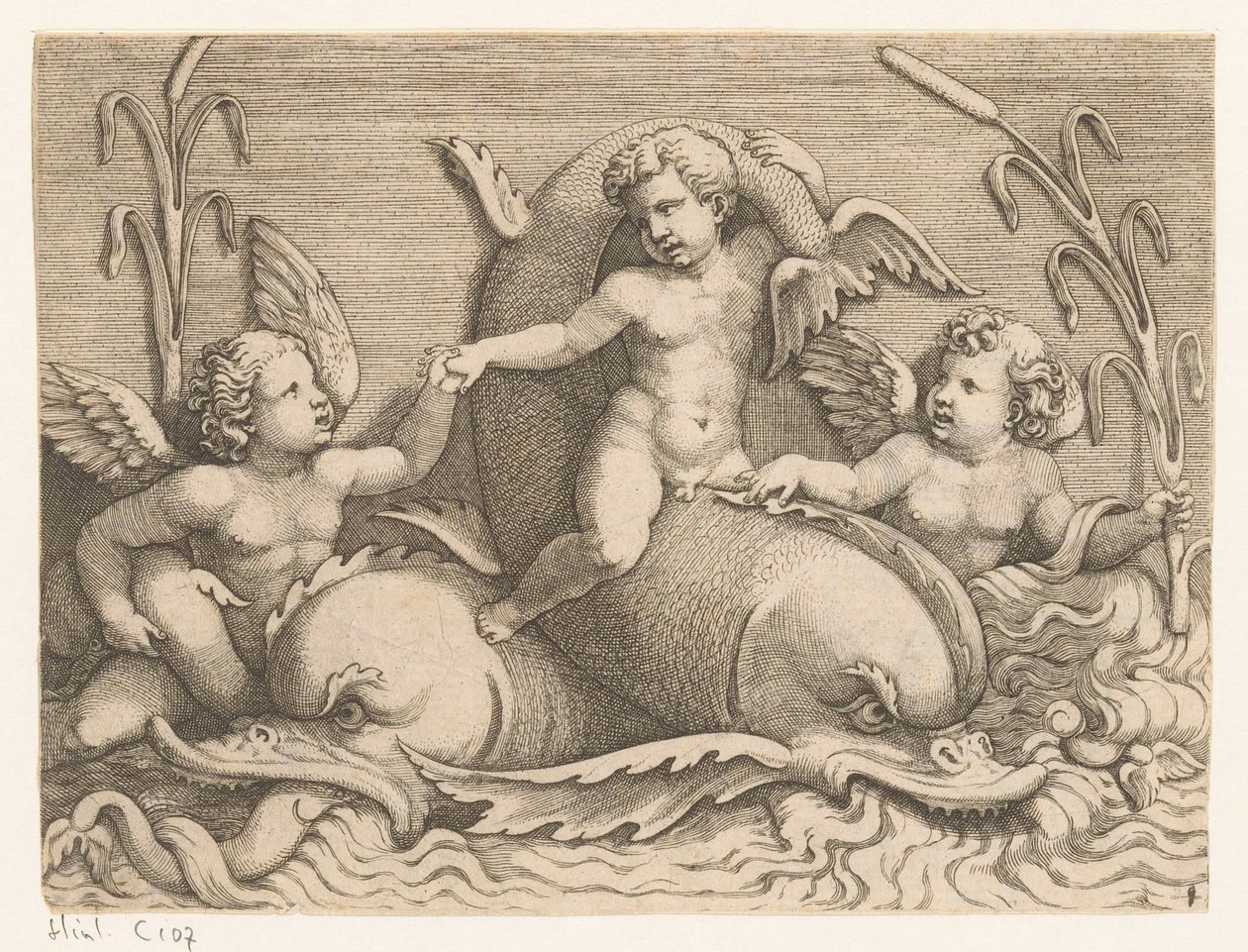 Trois putti avec des dauphins - Adamo Scultori