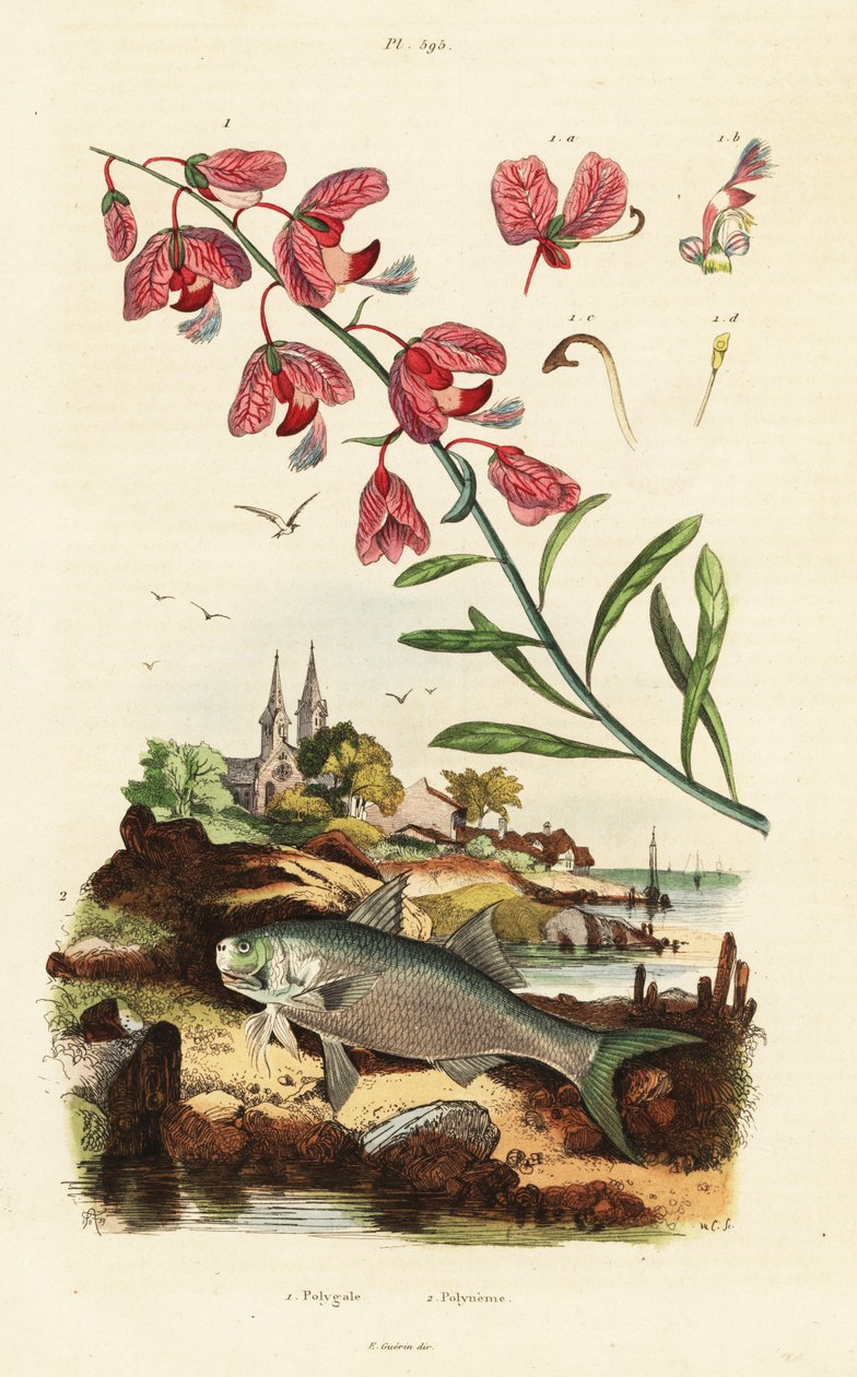 Bois de lait du Cap et poisson-paradis - Adolph (after) Fries