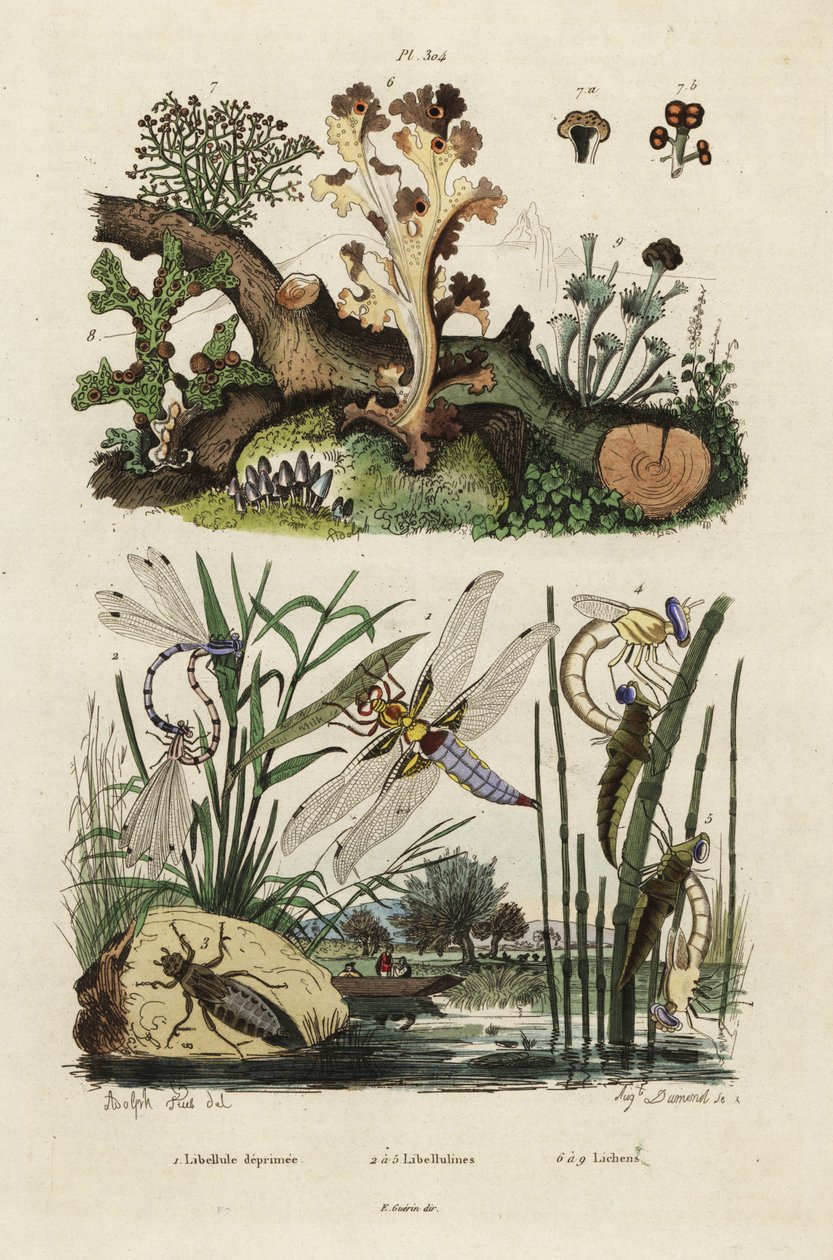 Chasseur, libellule et lichens.,1834-1839 (gravure) - Adolph (after) Fries