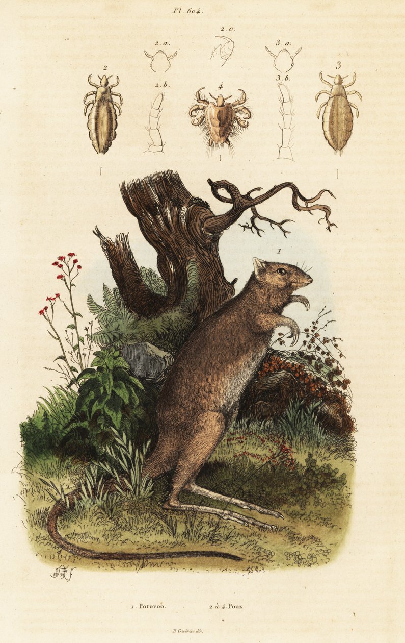 Potoroo à longues pattes et espèces de poux - Adolph (after) Fries