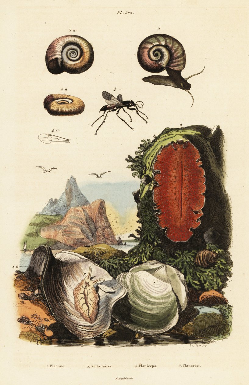 Huître, guêpe araignée et escargot - Adolph (after) Fries