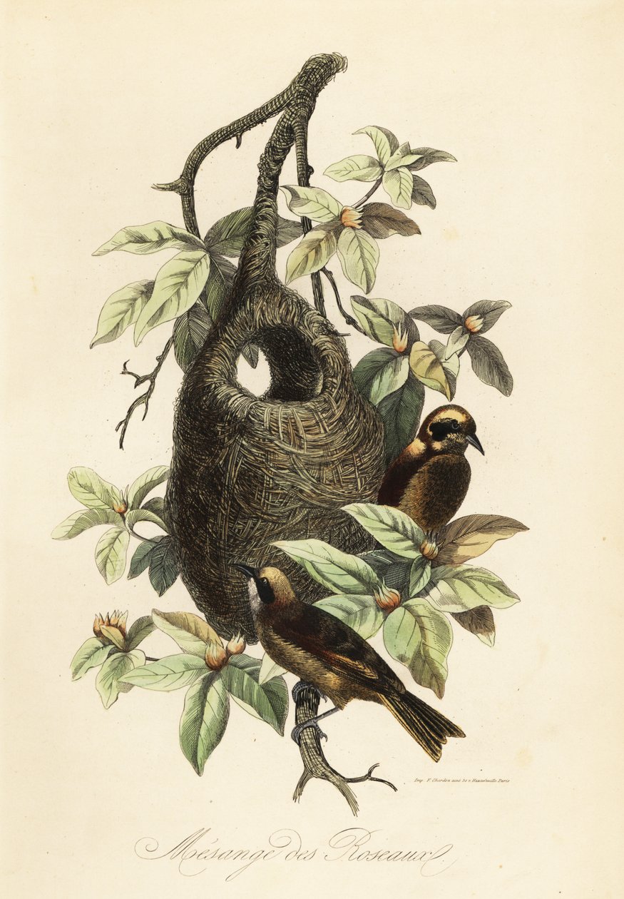 Rémiz penduline et nid en sac - Adolph (after) Fries