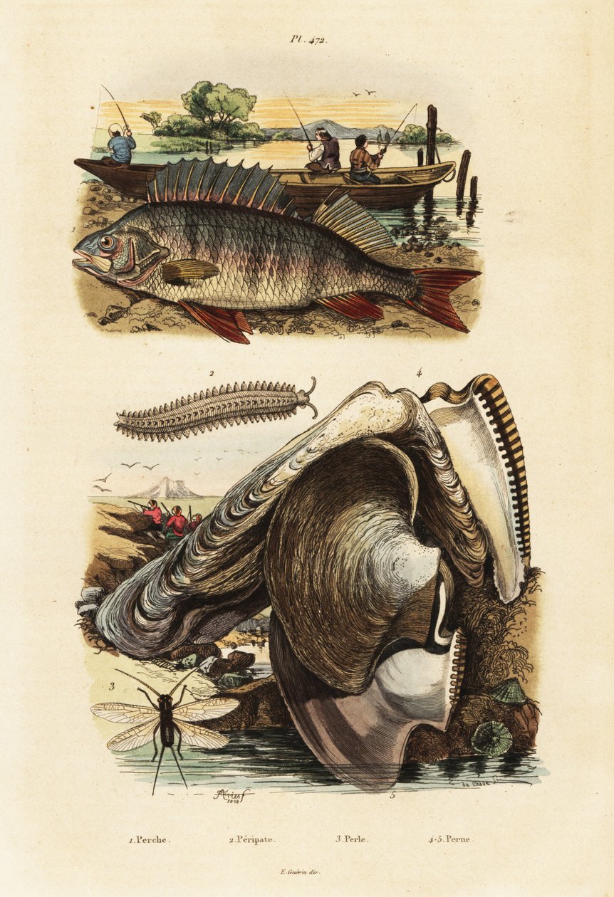 Perche, huître perlière, ver de velours et chrysopidé (1834-1839) (gravure) - Adolph (after) Fries