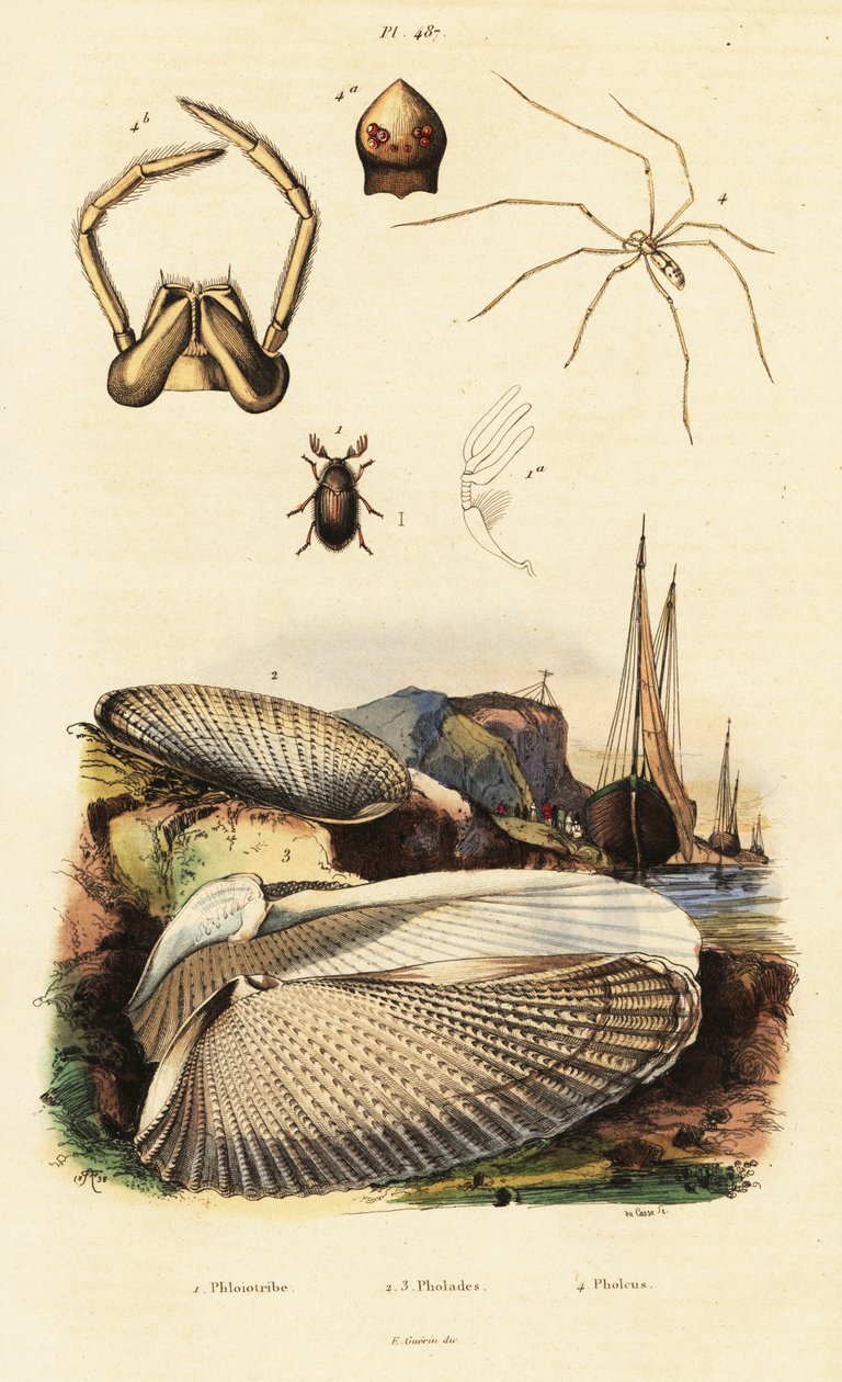 Pholade, palourde, coléoptère et araignée - Adolph (after) Fries