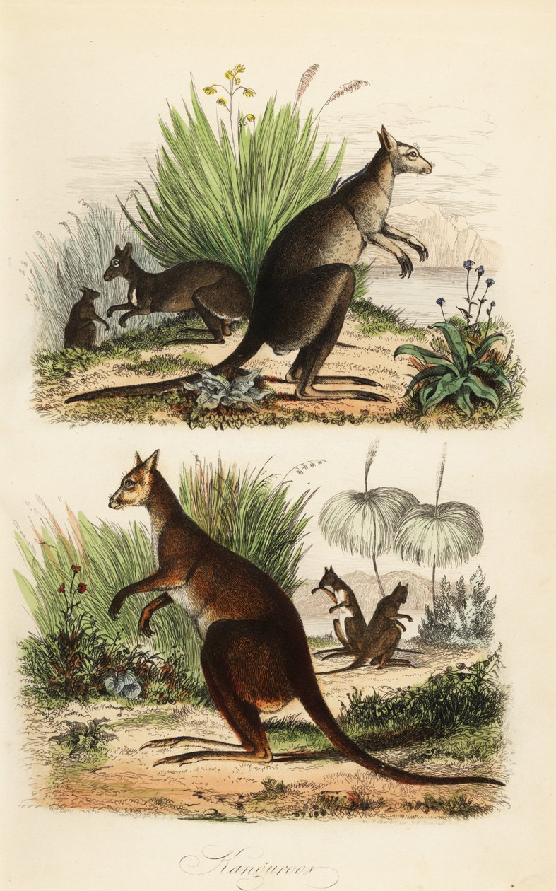 Kangourou roux, Macropus rufus (en bas), kangourou gris de l