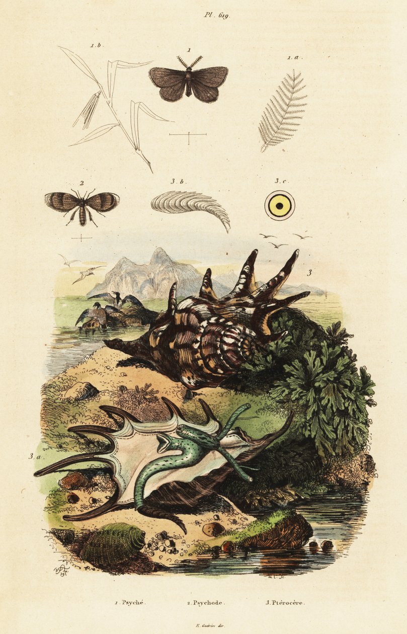 Conque araignée et mouches de drainage - Adolph (after) Fries