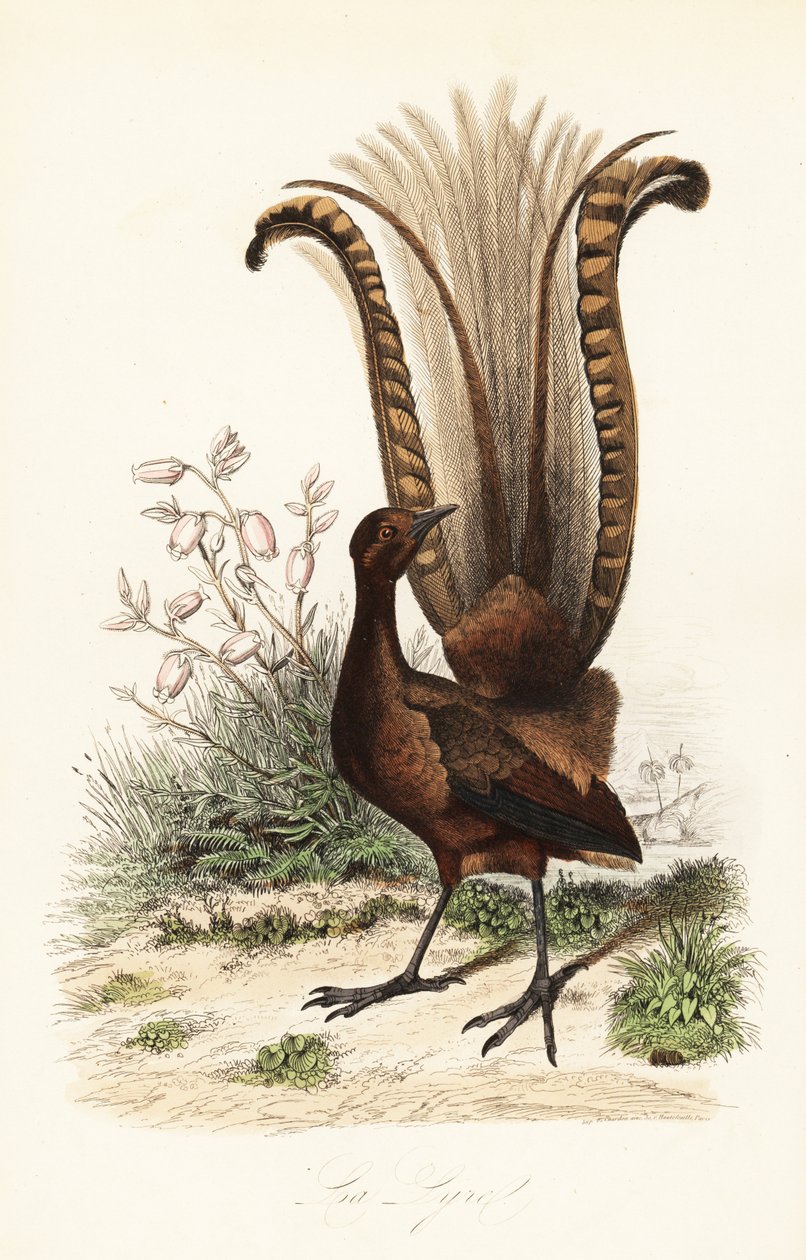 Ménure superbe, Menura novaehollandiae, la Lyre, et fausse azalée, Menziesia ferruginea - Adolph (after) Fries