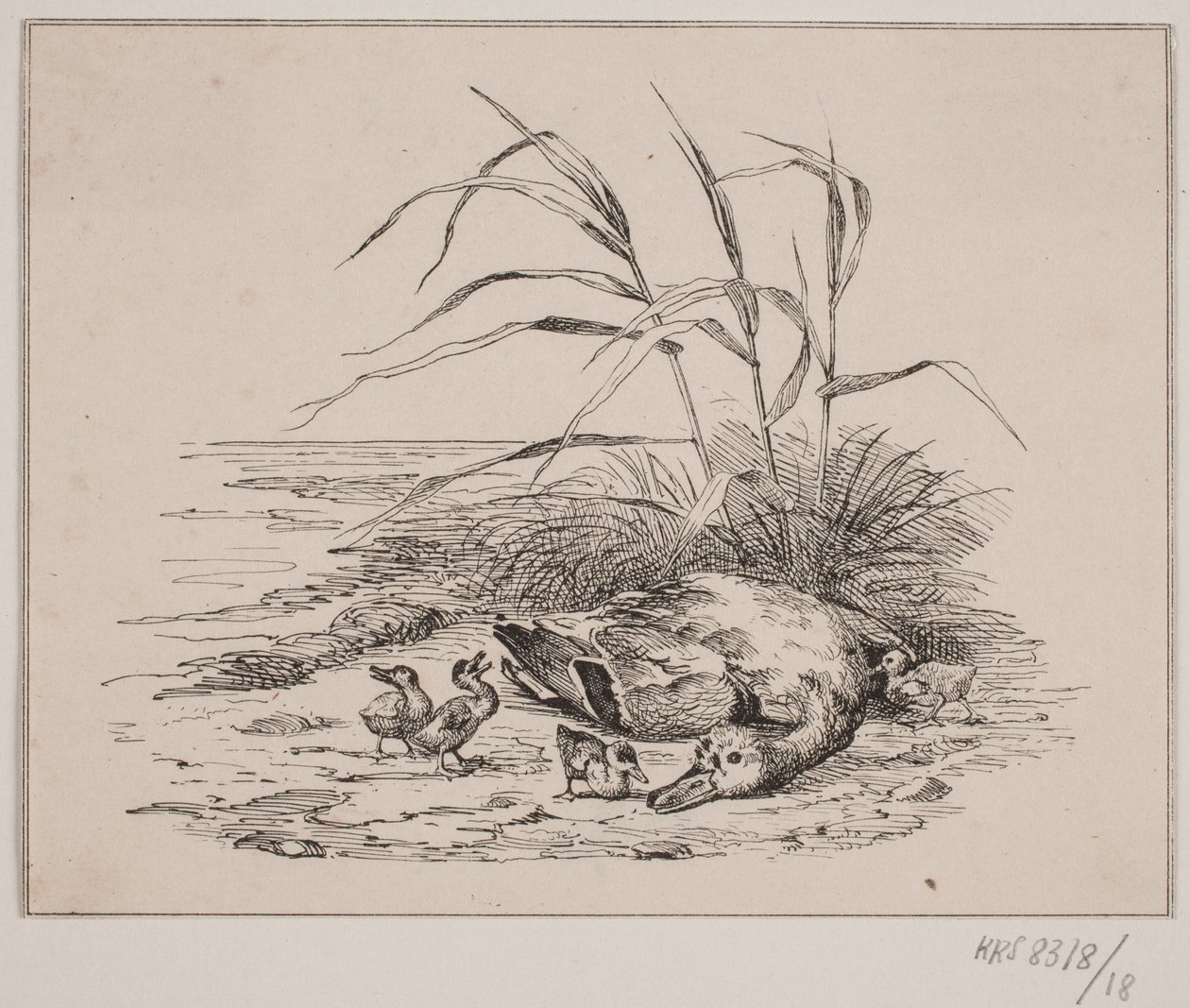 Le canard tué - Johan Adolph Kittendorff