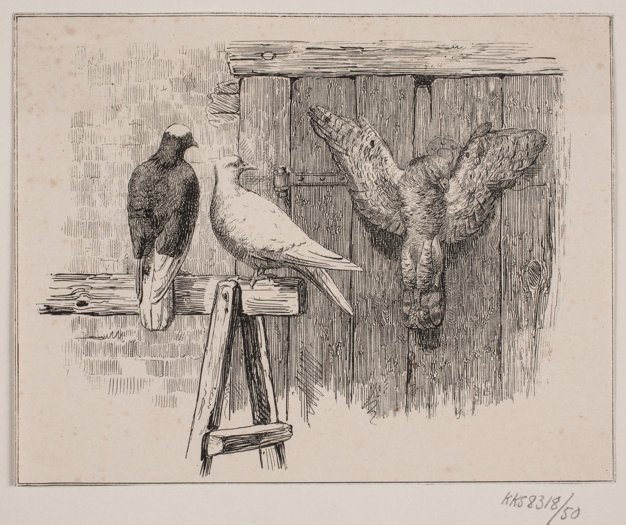 Les pigeons - Johan Adolph Kittendorff
