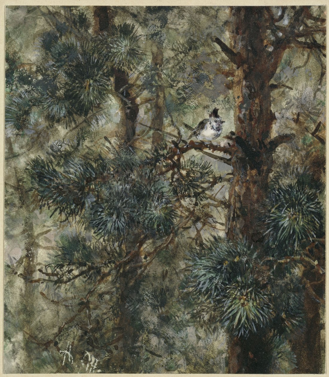 La mésange huppée dans les branches d