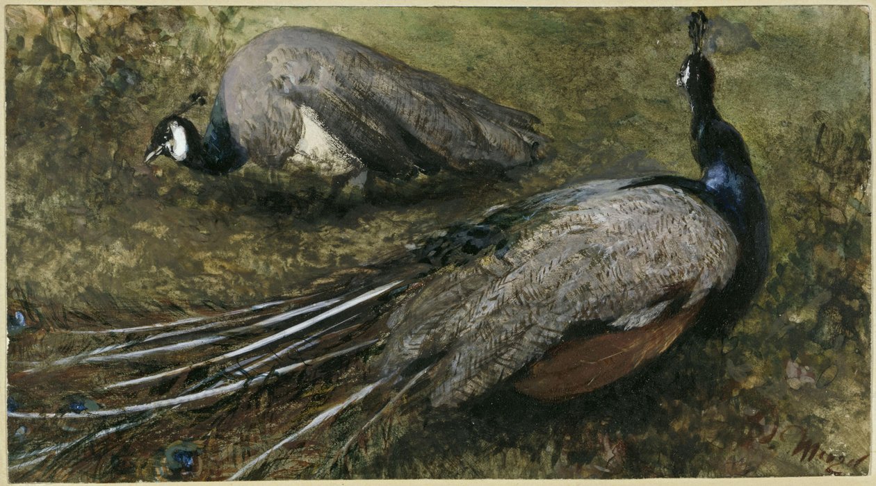 Les deux paons. Extrait de « L