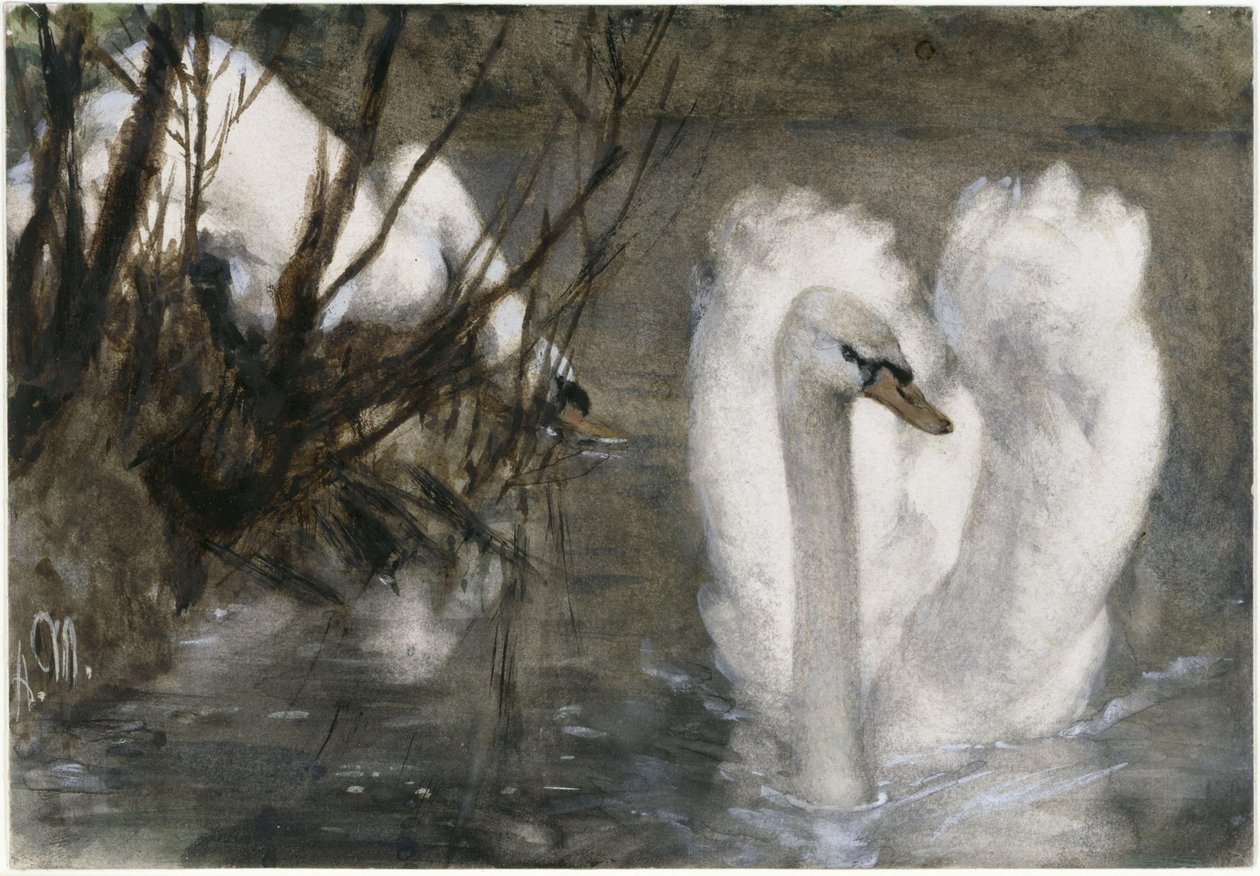 Les deux cygnes. De l