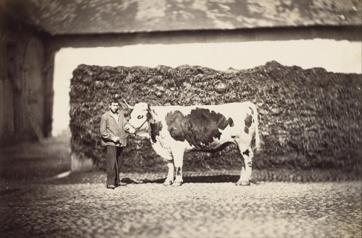 Taureau primé - Adolphe Braun