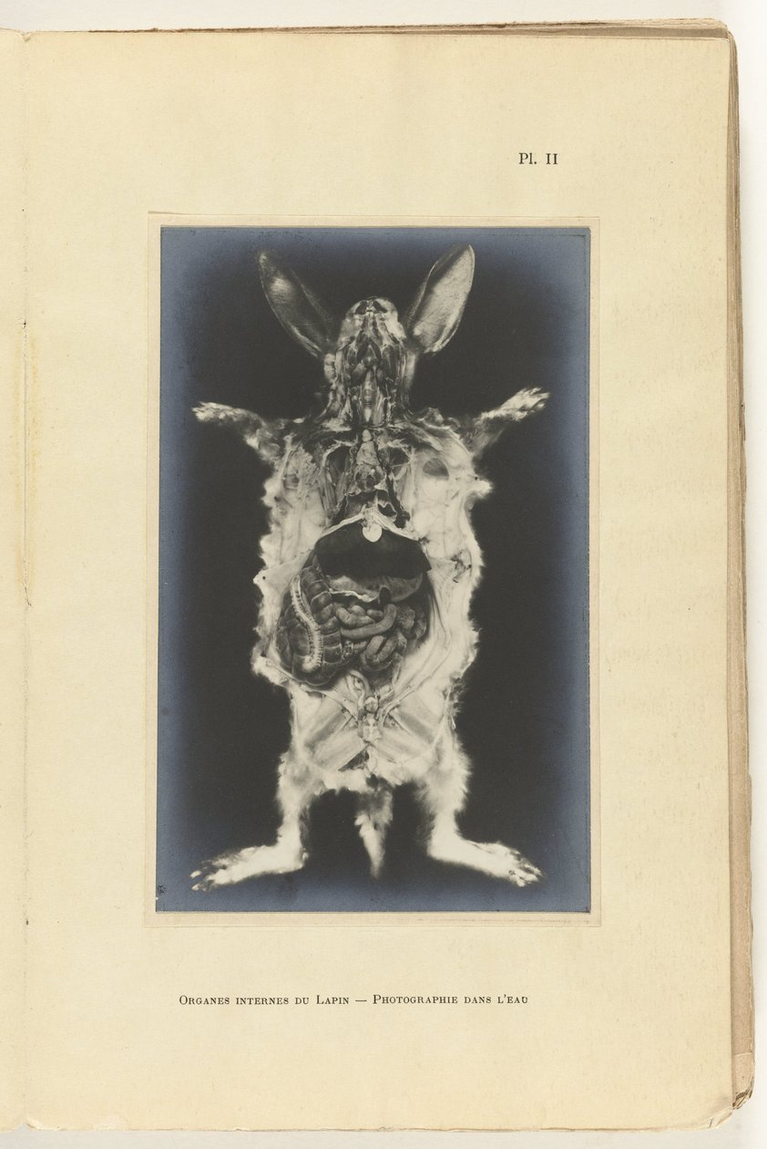 Lapin ouvert avec organes visibles - Adolphe Louis Donnadieu